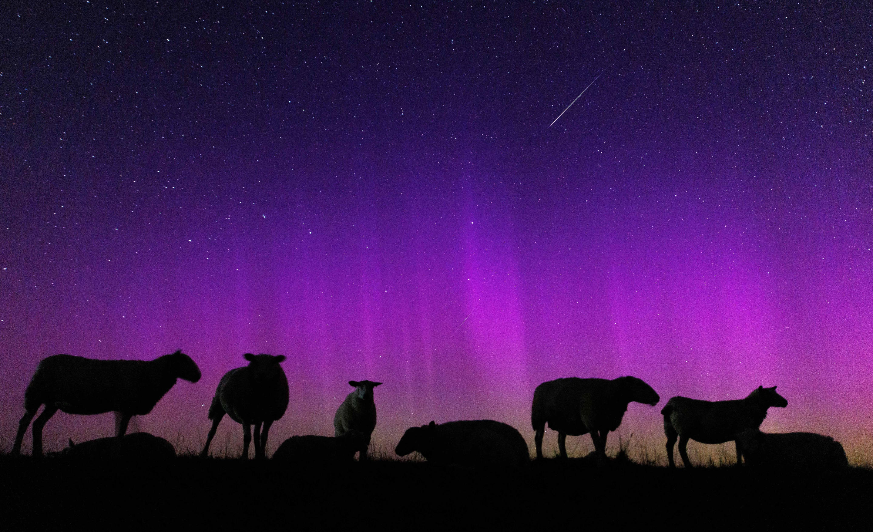 Sheep can be seen against the night sky under flickering northern lights near Hagermarsch, in the East Frisia region of Germany.