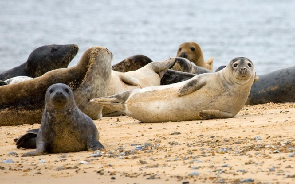 Seals in Norfolk