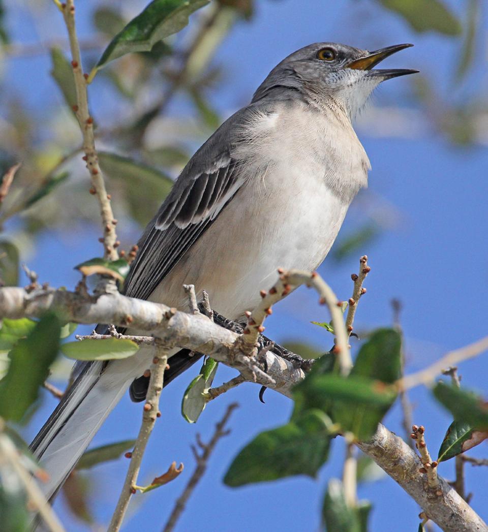 The Northern mockingbird has reigned as state bird for 96 years despite numerous attempts to dethrone it.