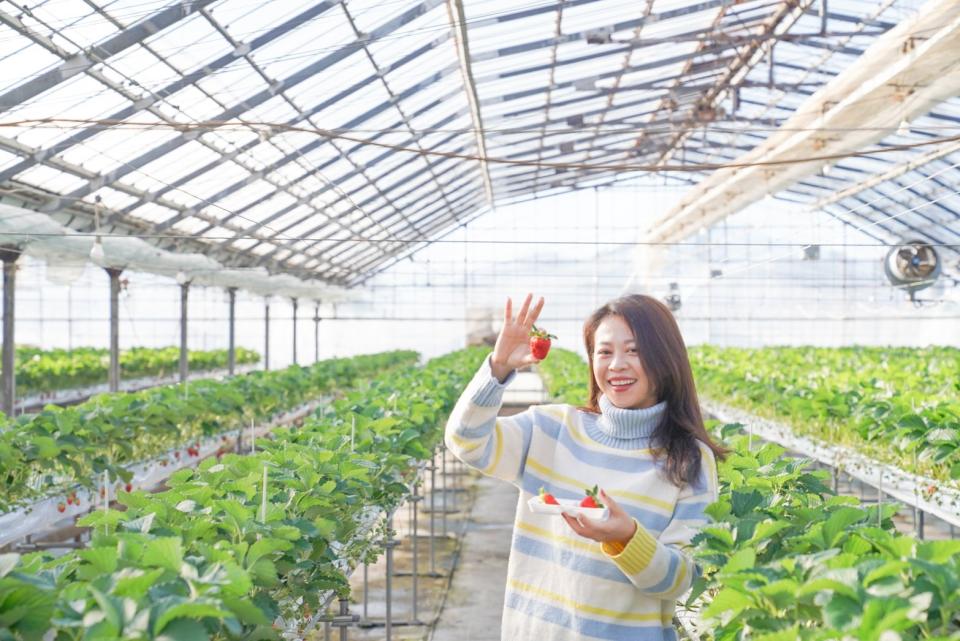  西島園藝團地是四國地區規模最大、開放採摘的草莓園。
