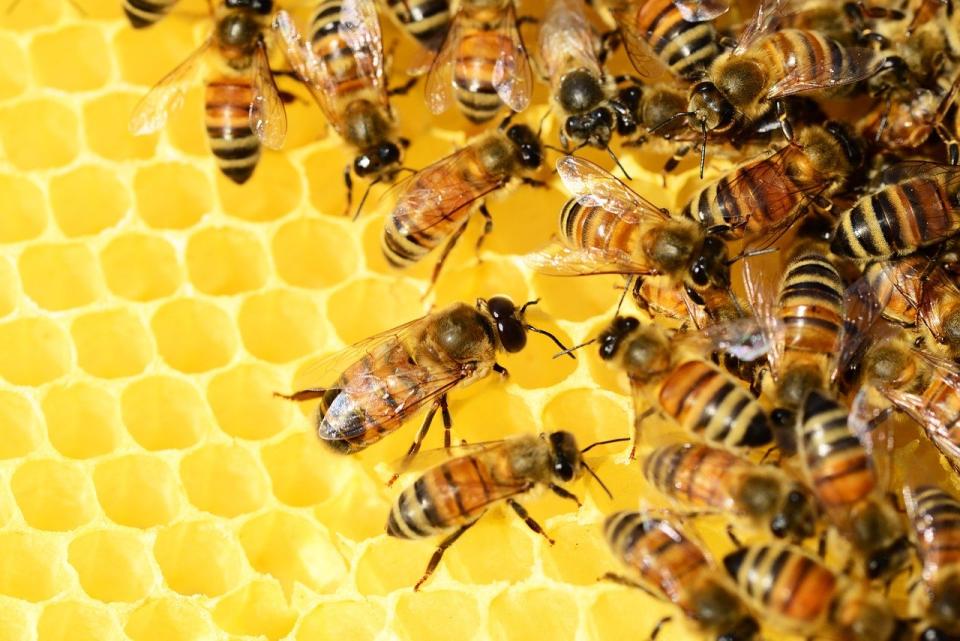 Honey is composed of 17%-20% water, 76%-80% glucose, and fructose, pollen, wax and mineral salts. Its composition and colour are dependent upon the type of flower that supplies the nectar
