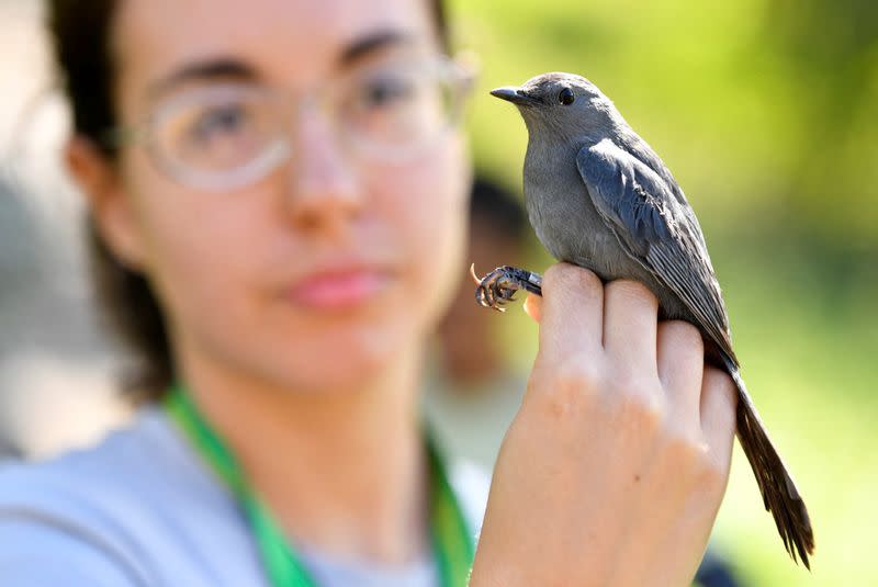 Biólogos cubanos desvelan los misterios de la migración de las aves