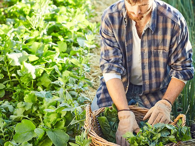 Plant, Farm, Farmworker, Gardener, Leaf vegetable, Spring greens, Local food, Vegetable, Cash crop, Herb, 