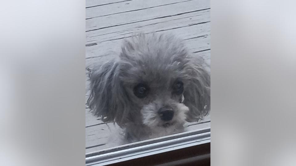 <div>Preston, a 14-year-old poodle, went missing from Oakland County during the solar eclipse.</div>