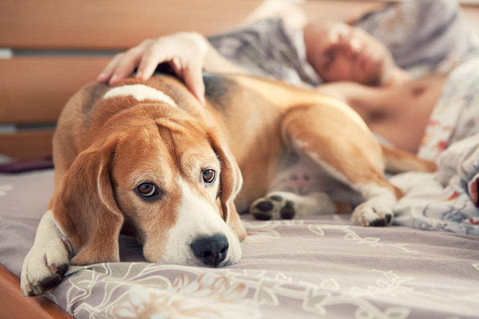 To reduce pet dander that could cause allergies, wash your pet once a week, say experts. (Photo: Getty)