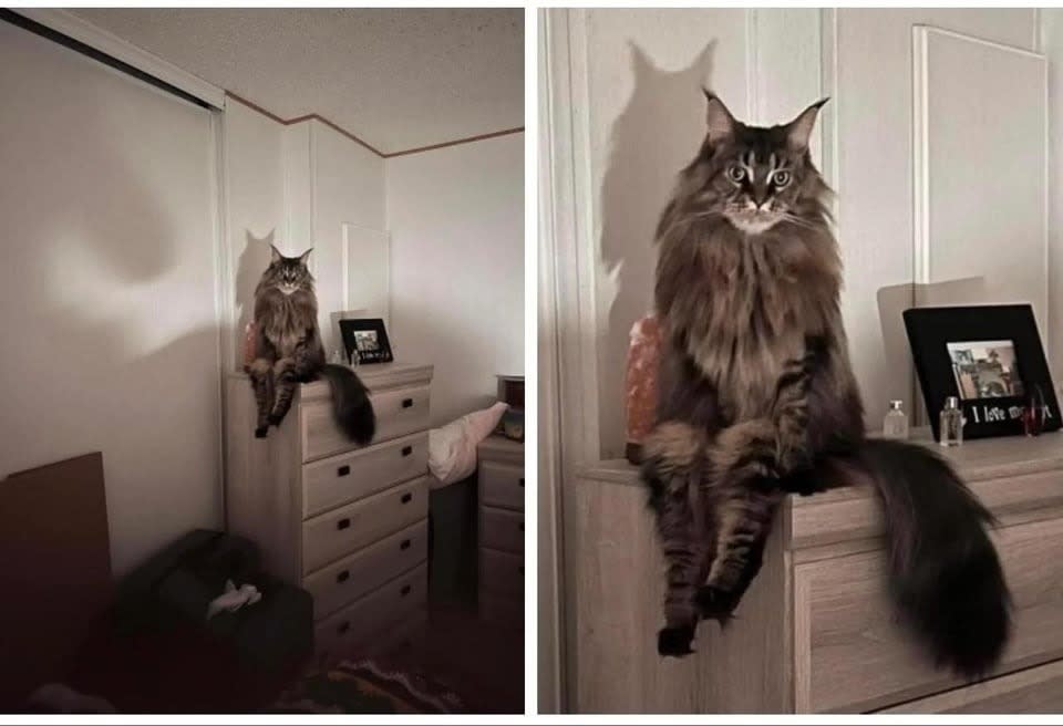 A cat sitting on an armoire