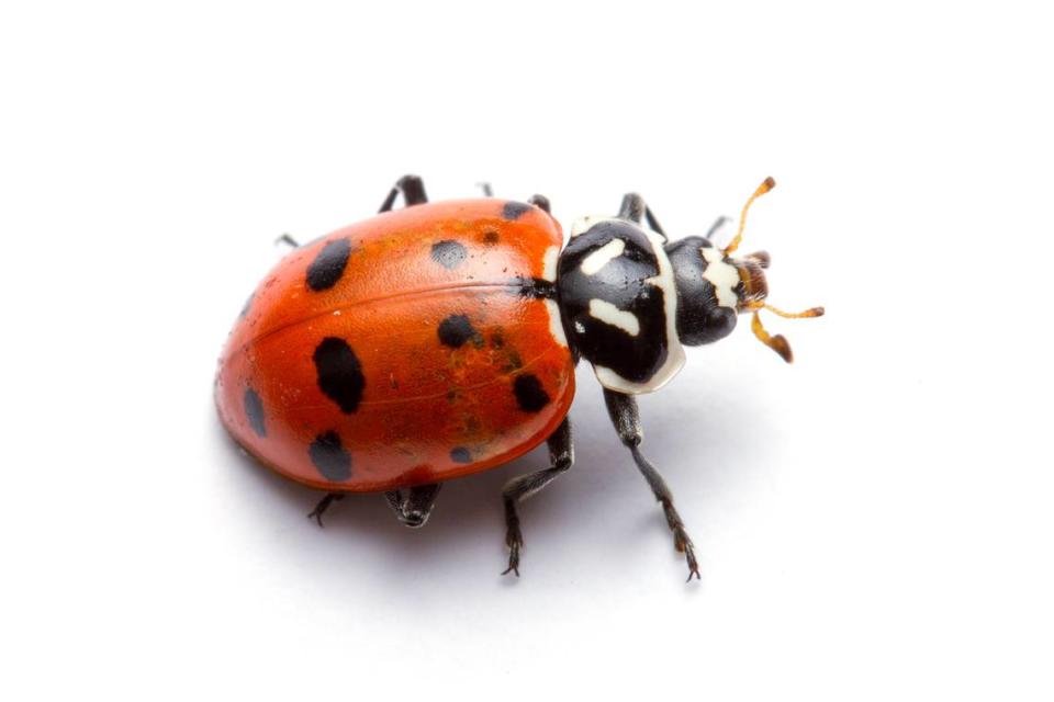Convergent ladybugs (Hippodamia convergens).