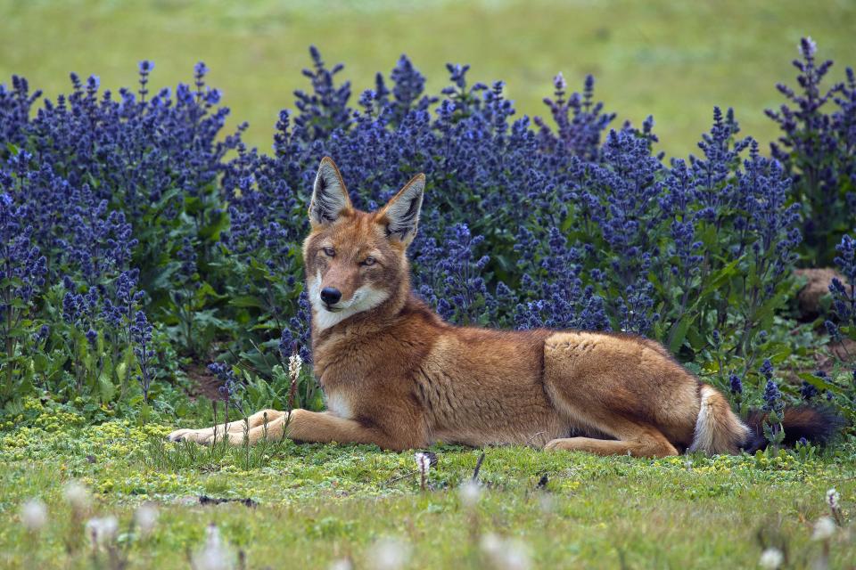 A wild dog in Ethiopia