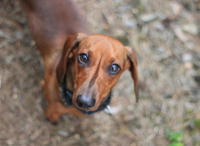 What To Buy For A New Dachshund Puppy?, by Dog Lovers Club