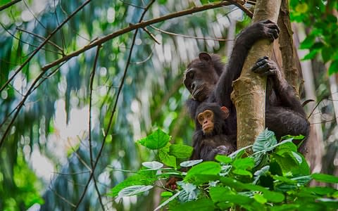 Lake Tanganyika chimpanzee - Credit: Getty