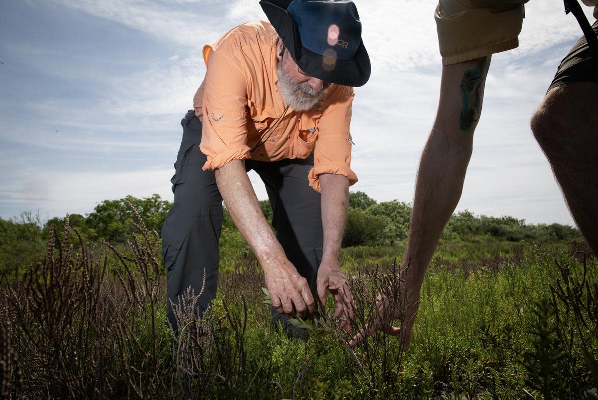 Ed Proffitt, a professor of marine ecology at Texas A&M-Corpus Christi, and Max Portmann, right, a PhD student with the Proffitt-Delvin Lab of Coastal Ecology and Genetics, look at a young black mangrove tree near Oso Bay on April 18, 2024, in Corpus Christi, Texas. They can determine the age of the pant by the distance between leaf pairs, which indicates growth between seasons and years, Proffitt said.
