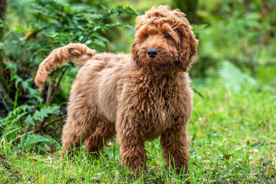 Red Cockapoo standing in front of green foliage