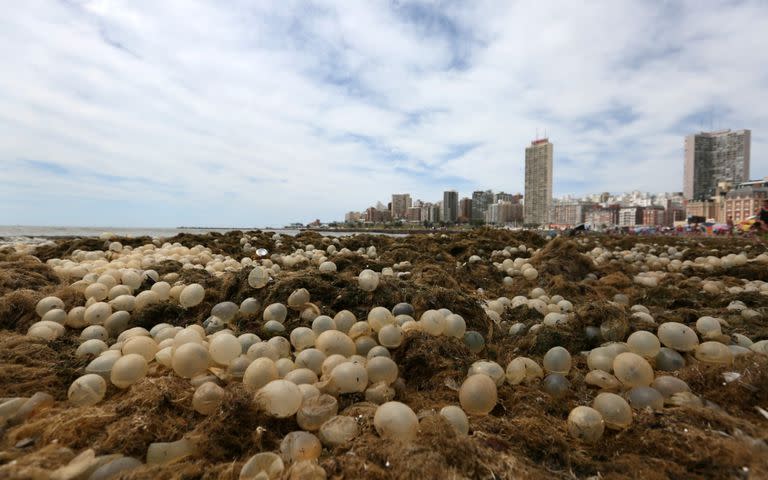 Los huevos corresponderían a la especie de caracol Pachycymbiola Brasiliana