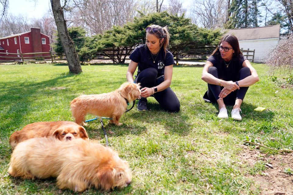 Volunteers Jaime Hall, right, and Alex Galdi were called to the pickup truck in Newton on Monday night where they discovered 46 animals in total. Pictured are Alvin, Theodore and Simone at the Eleventh Hour Rescue on Wednesday, April 12, 2023. Those interested in adopting can apply at ehrdogs.org.