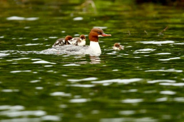 Sixteen ducklings hitch a ride on their mother's back