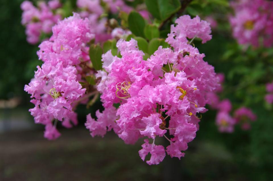 7) Crape Myrtle