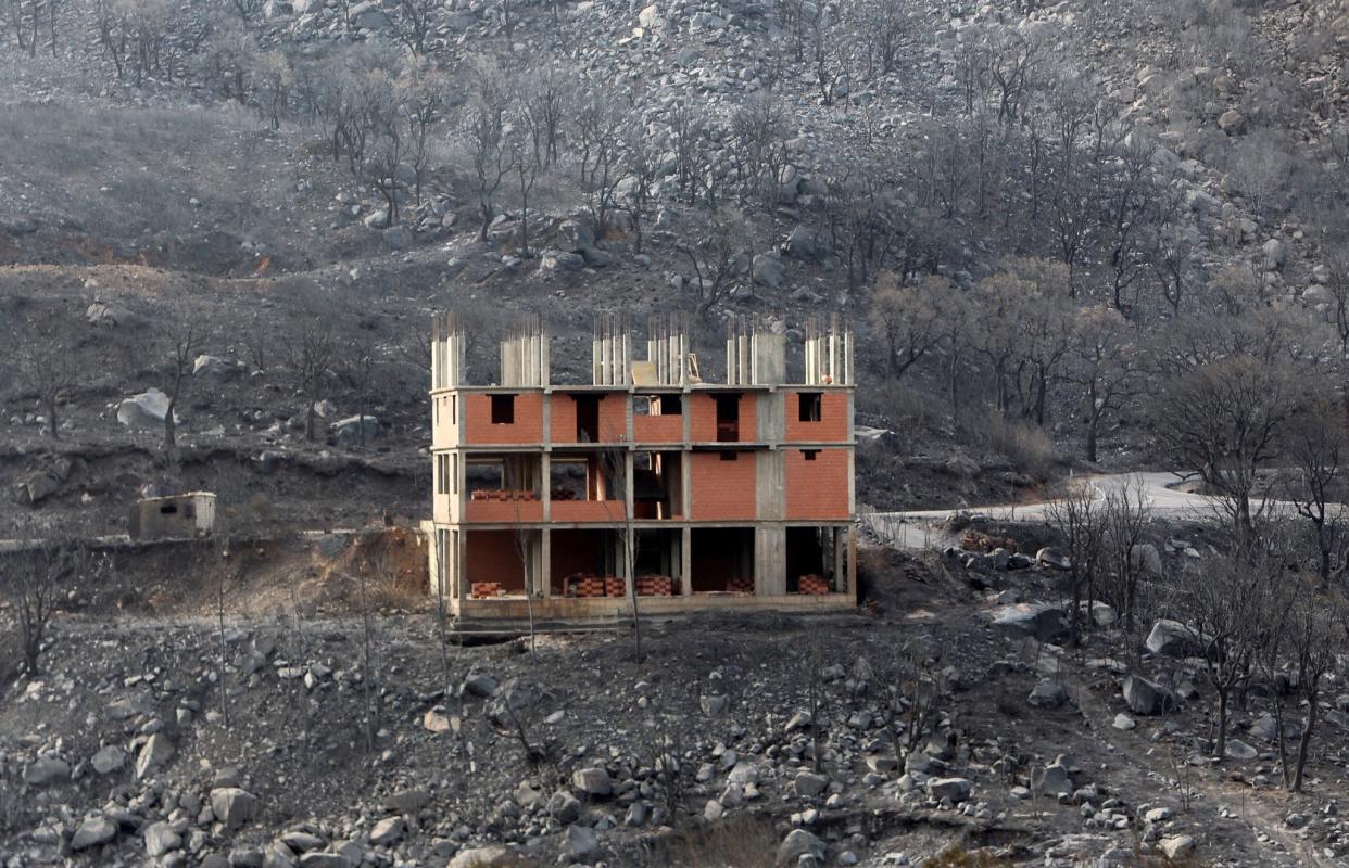 Burnt trees are pictured in the aftermath of a wildfire in Bejaia, Algeria (REUTERS)