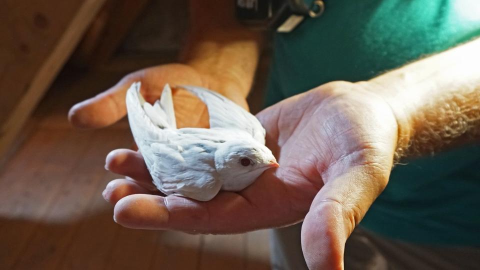 Ein Albino-Mauersegler wurde bei einer der regelmäßigen Nestkontrollen entdeckt. Foto: Sonja Dölfel/LBV