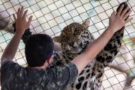 An adult male jaguar named Guarani responds to stimuli from his caregiver while receiving veterinary care, food and treatment at NGO Nex Institute in Corumba de Goias