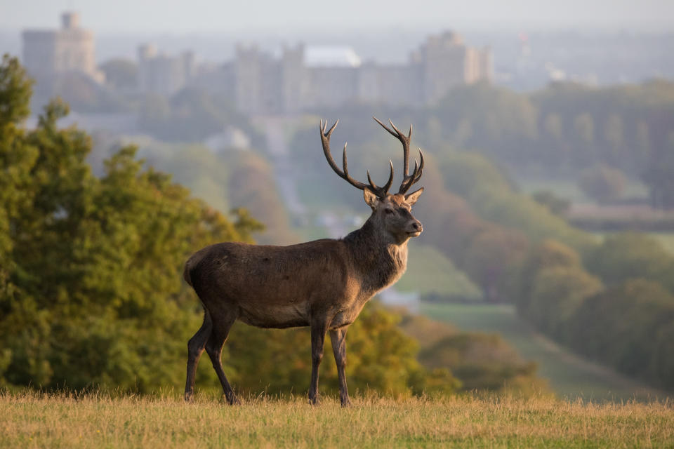 A red deer stag is pictured in front of Windsor Castle at sunrise on 17 September 2020 in Windsor, United Kingdom. The deer park enclosure in Windsor Great Park is home to a herd of around 500 red deer descended from forty hinds and two stags introduced by the Duke of Edinburgh in 1979. (photo by Mark Kerrison/In Pictures via Getty Images)