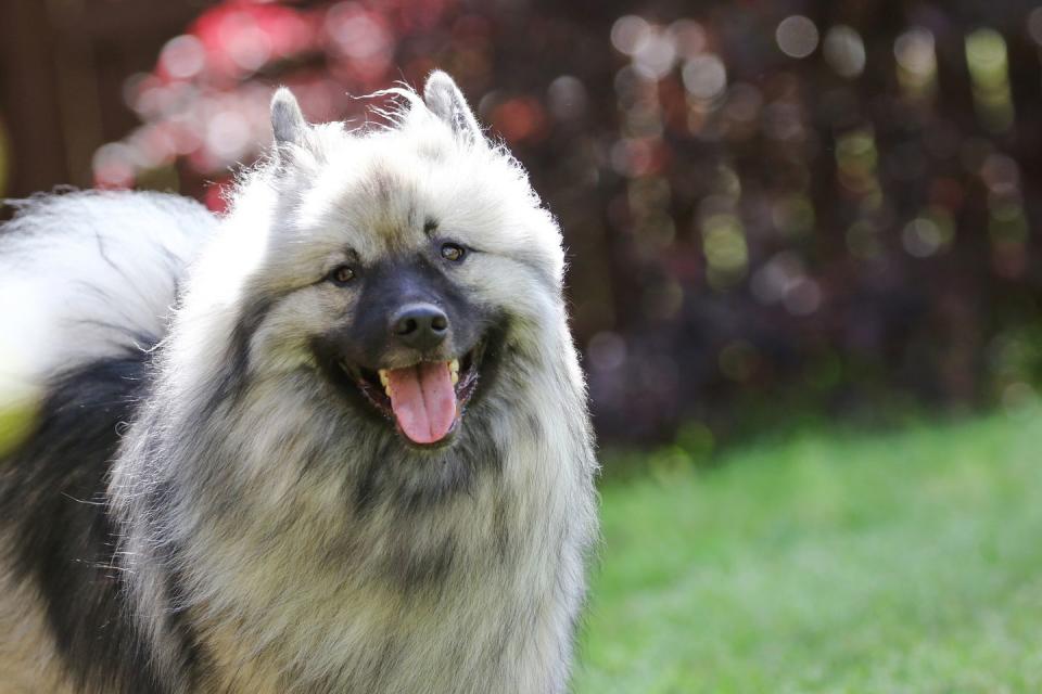 beautiful keeshond looking happy outdoors