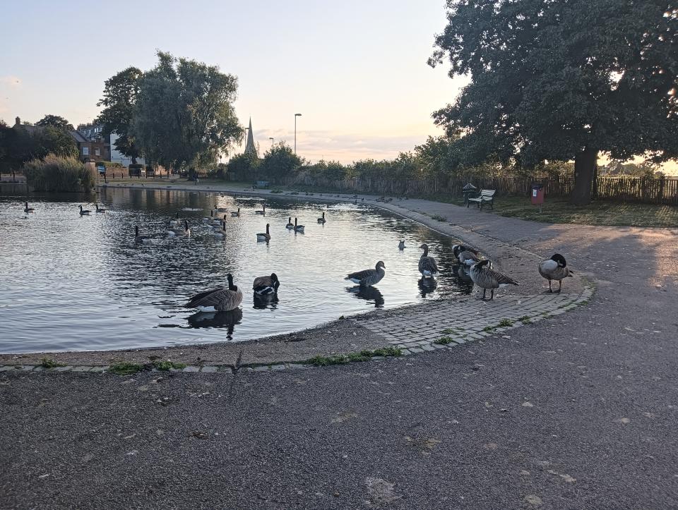 An Oppo A78 photo of fowl in a pond