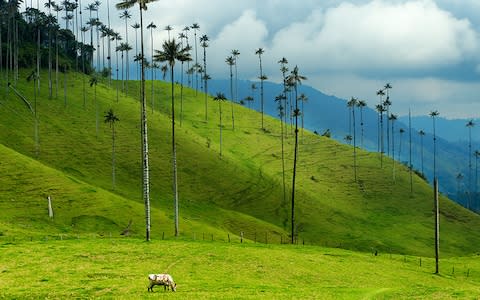 Colombia: green - Credit: Getty