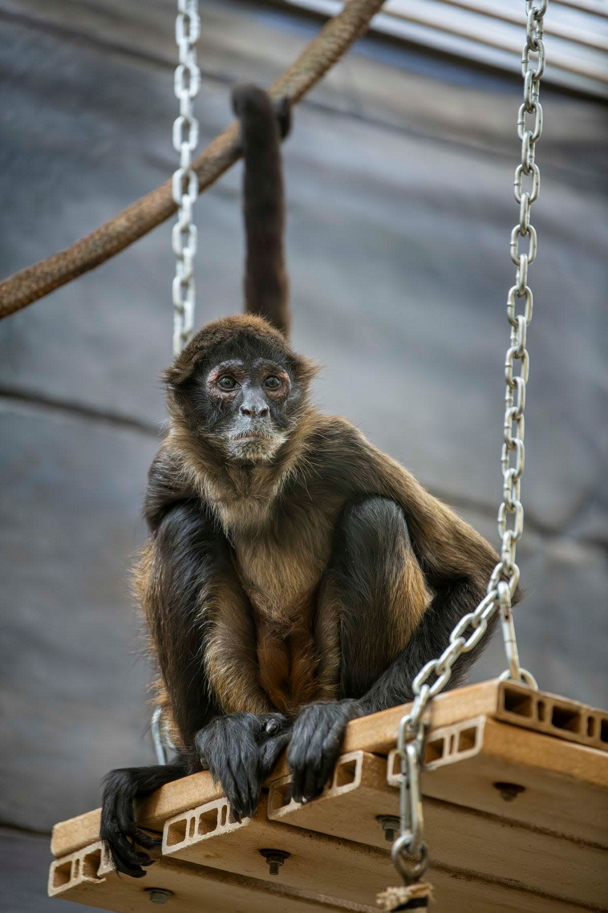 Topaz, a 31-year-old black-handed spider monkey, arrived at the Milwaukee County Zoo in November 2023.