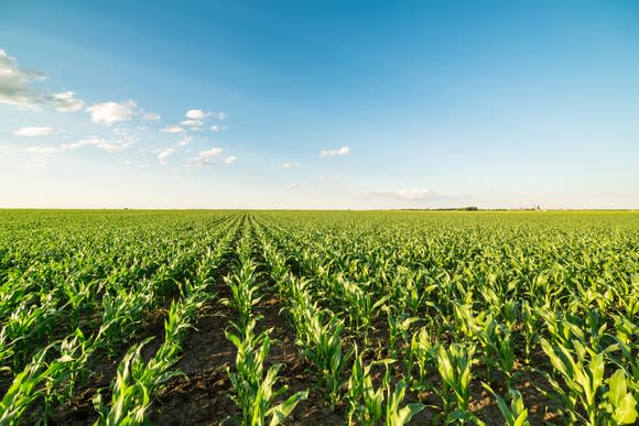 Rows of corn extending into the horizon.