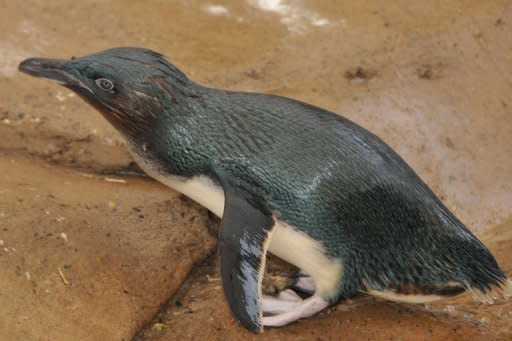 Dirk, a fairy penguin at Sea World on Queensland's Gold Coast, has never been in the wild and is part of a breeding colony. Dirk has been reunited with his mate Peaches