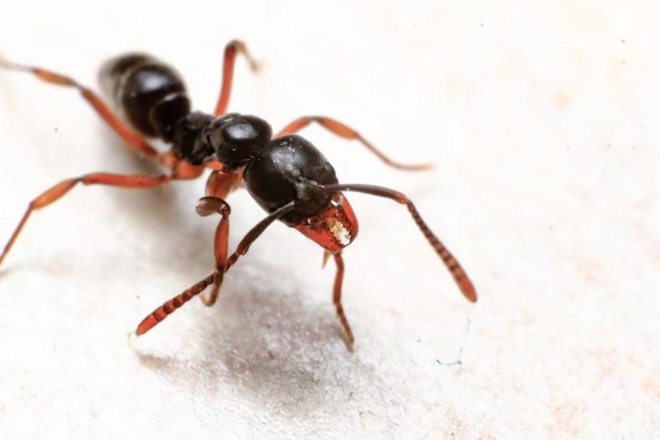 The Asian needle ant, brachyponera chinensis.