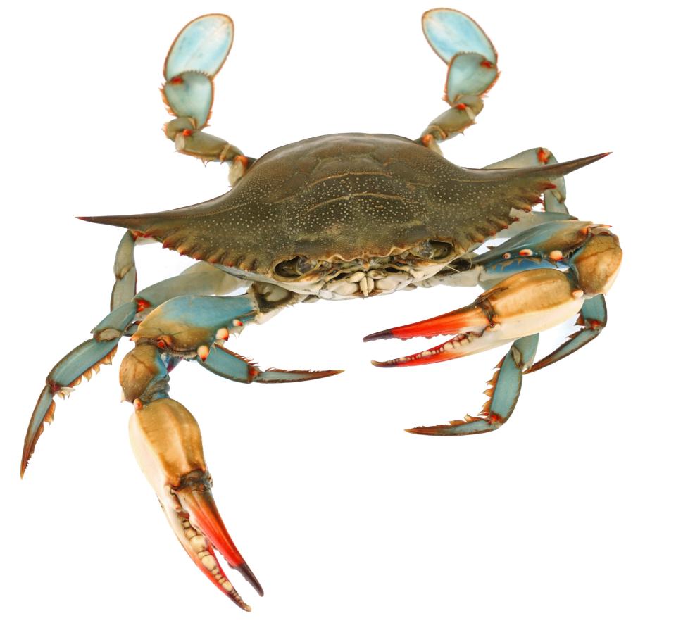 The mature female blue crab shows off pretty red tips on her claws.