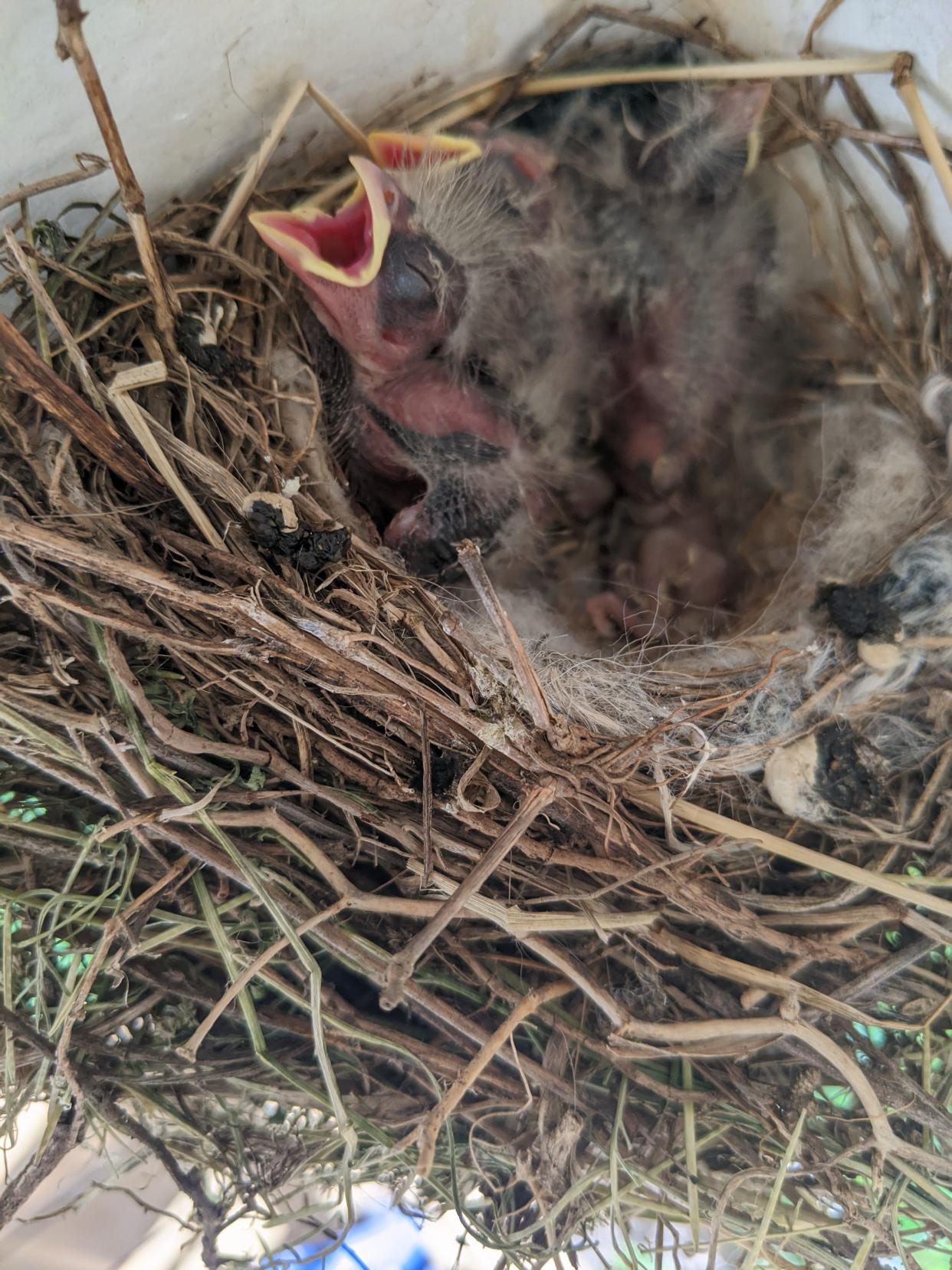 Baby finches in a nest at the Roy household