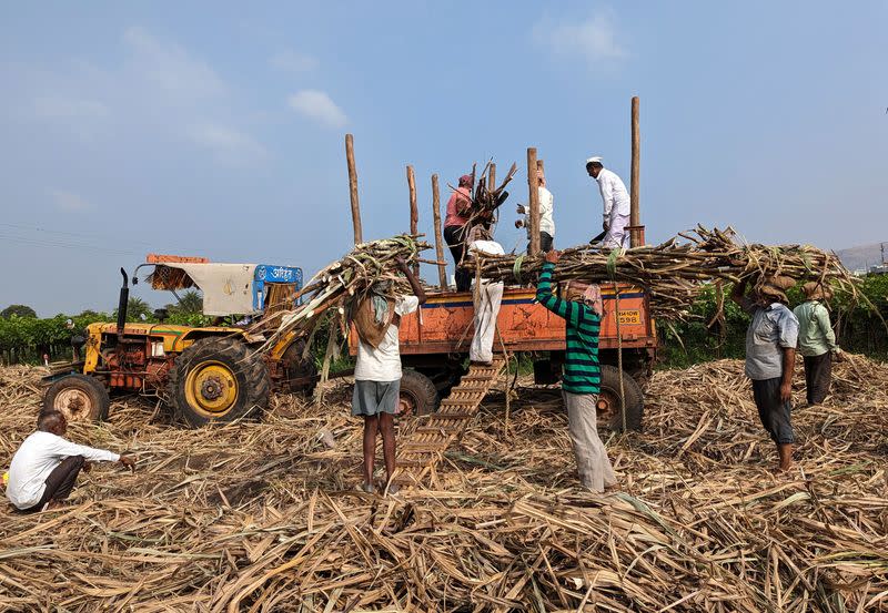 Sugar mill workers load harvested sugar cane in a tractor trolly in Sangli district