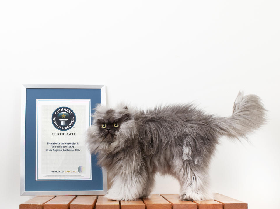  Colonel Meow, el gato que ganó un récord Guinness por su largo pelo