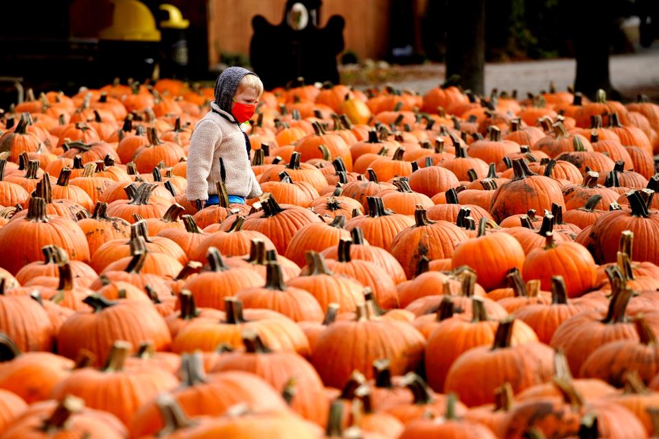 Visiting a pumpkin patch in Lincolnshire, Illinois, on Oct. 15, 2020.