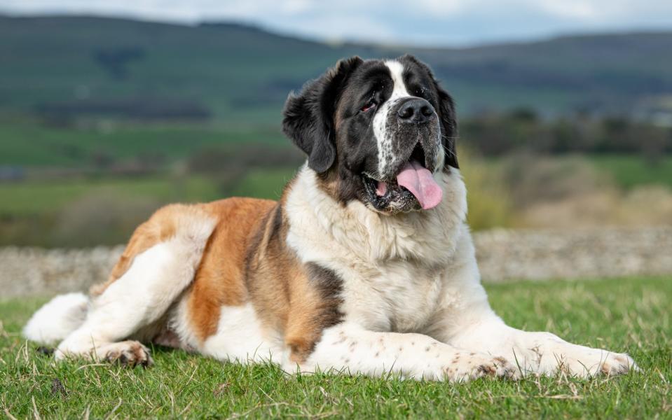 The Saint Bernard has an average lifespan of 9.3 years