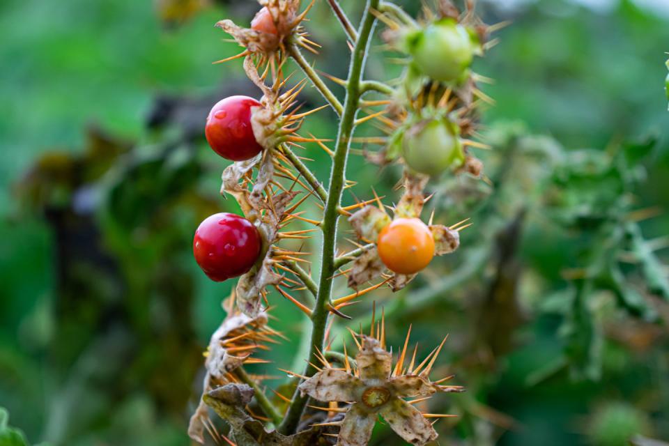 10) Porcupine Tomato