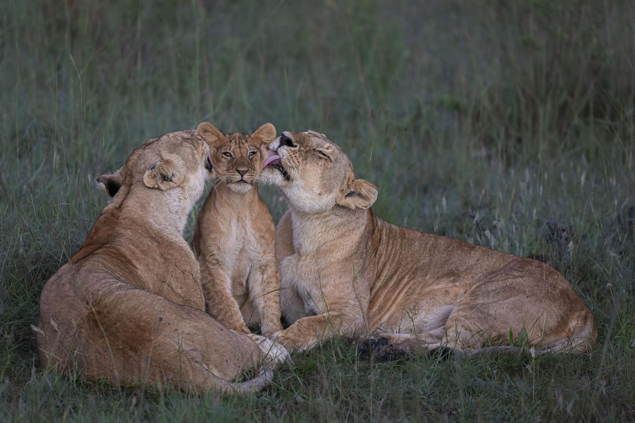 A pair of lionesses devotedly groom one of the pride's five cubs in Kenya's Maasai Mara.
