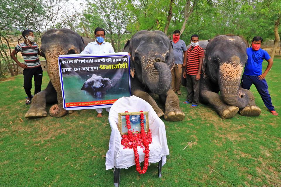 Elephant Village Development Society President Ballu Khan along with elephants and mahouts pay tribute to a wild pregnant elephant who recently killed in Kerala, at Elephant Village in Jaipur,Rajasthan,India, June 4, 2020. (Photo by Vishal Bhatnagar/NurPhoto via Getty Images)