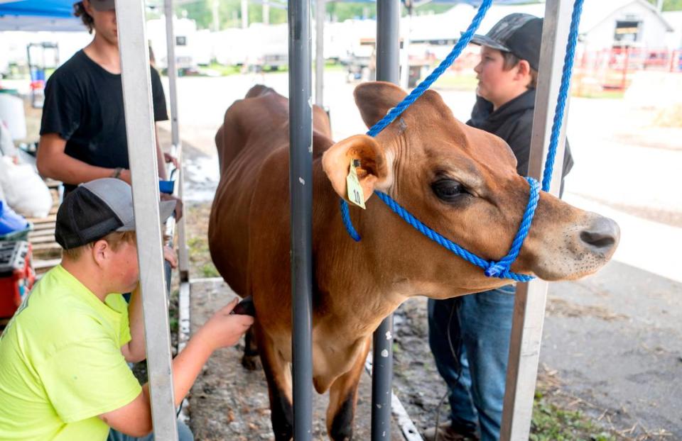 Maple, a jersey cow, gets groomed and ready to be shown at the Centre County Grange Encampment and Fair on Friday, Aug. 18, 2023.  