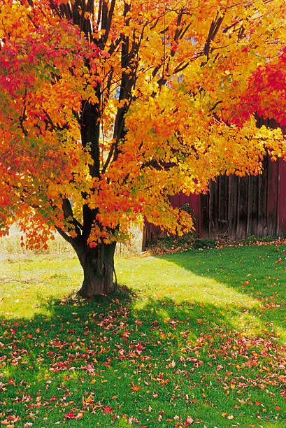 Tree, Leaf, Autumn, Plant, Deciduous, Woody plant, Natural landscape, Black maple, Maple, Grass, 