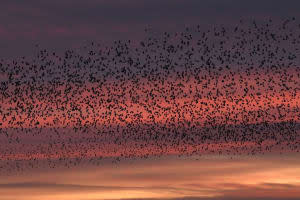 European starlings.