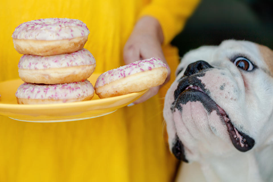 Bulldogge vor Donuts