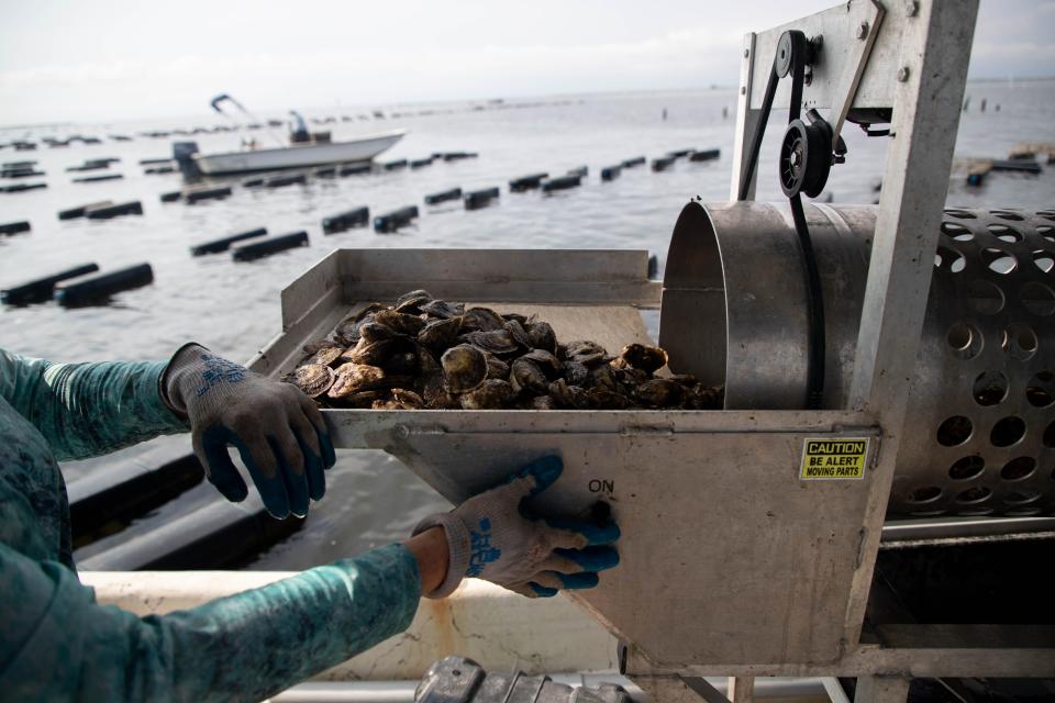 OysterMom Deborah Keller turns on her tumbler machine which sorts oysters by size on her boat in Oyster Bay in Crawfordville Wednesday, June 16, 2021.