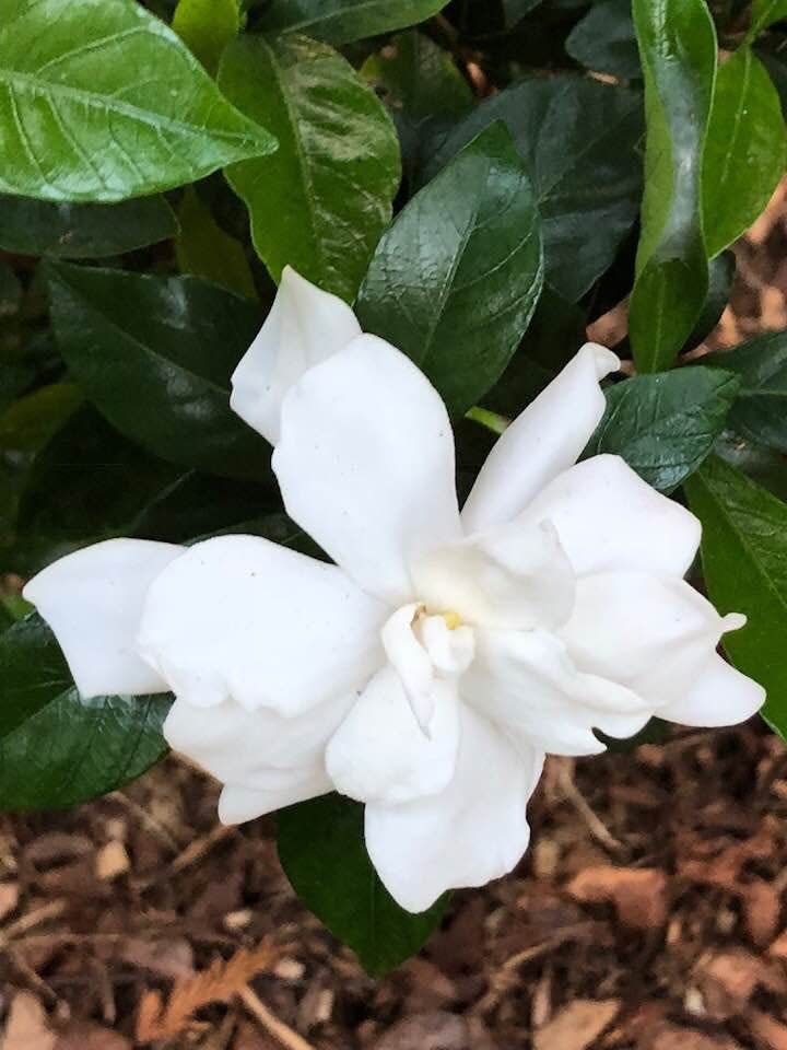 A double gardenia blossom not yet fully opened.