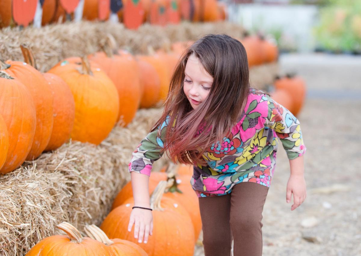 Fayetteville Fall 2022 Guide Haunted Houses Pumpkin Patches Hay Carts And Corn Mazes North 