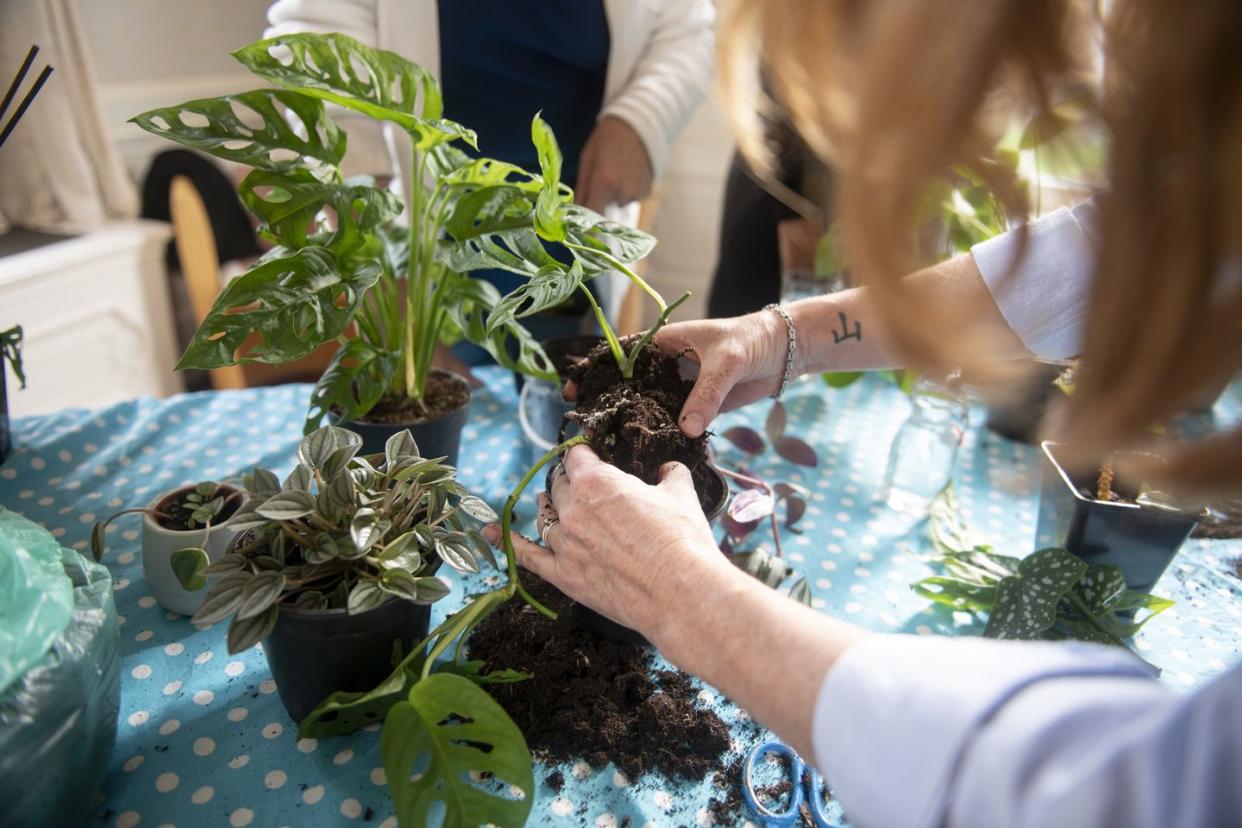 woman taking a cutting of a monstera monkey mask plant