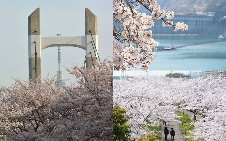 到了春天就是要和喜歡的人一起去賞櫻！（圖／木場公園、江戶川區、奧多摩觀光協會提供）