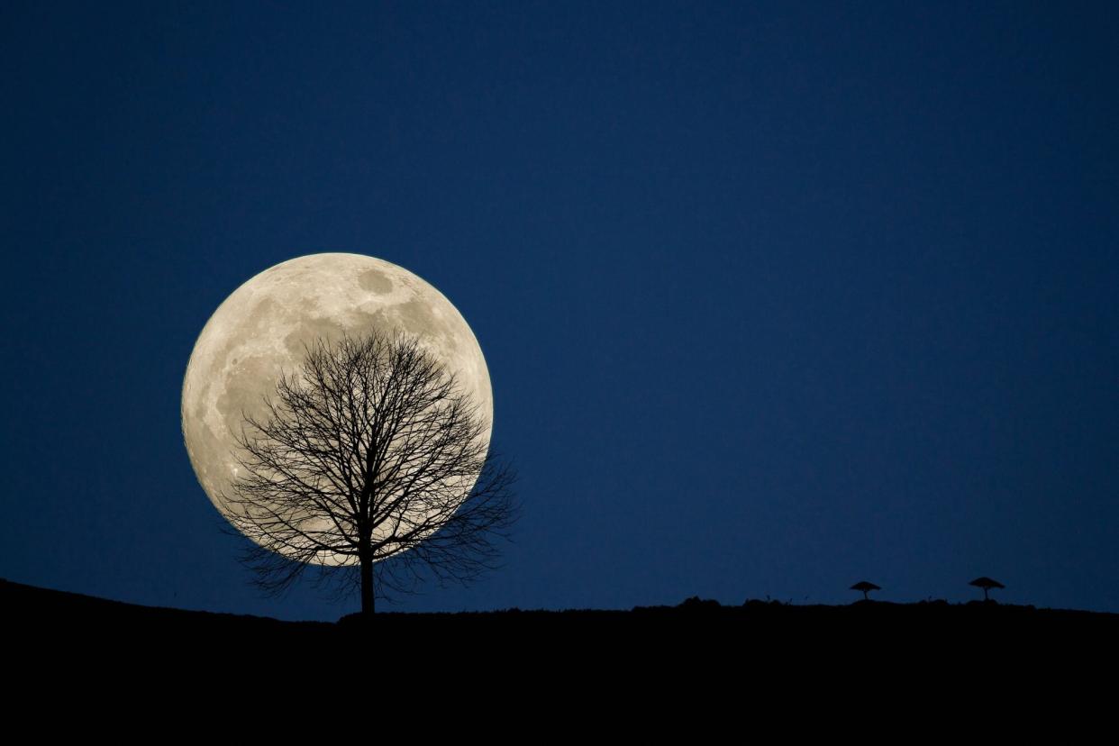 full moon back silhouette dry tree in the night sky